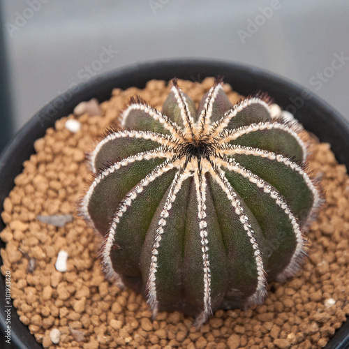 cactus uebelmannia pectinifera photo
