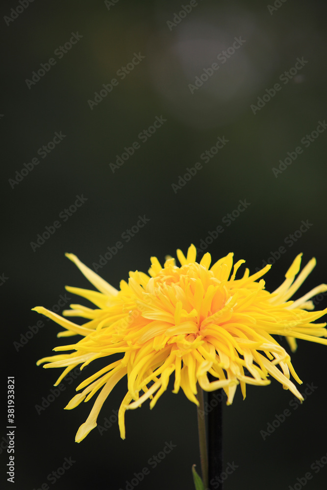菊 菊