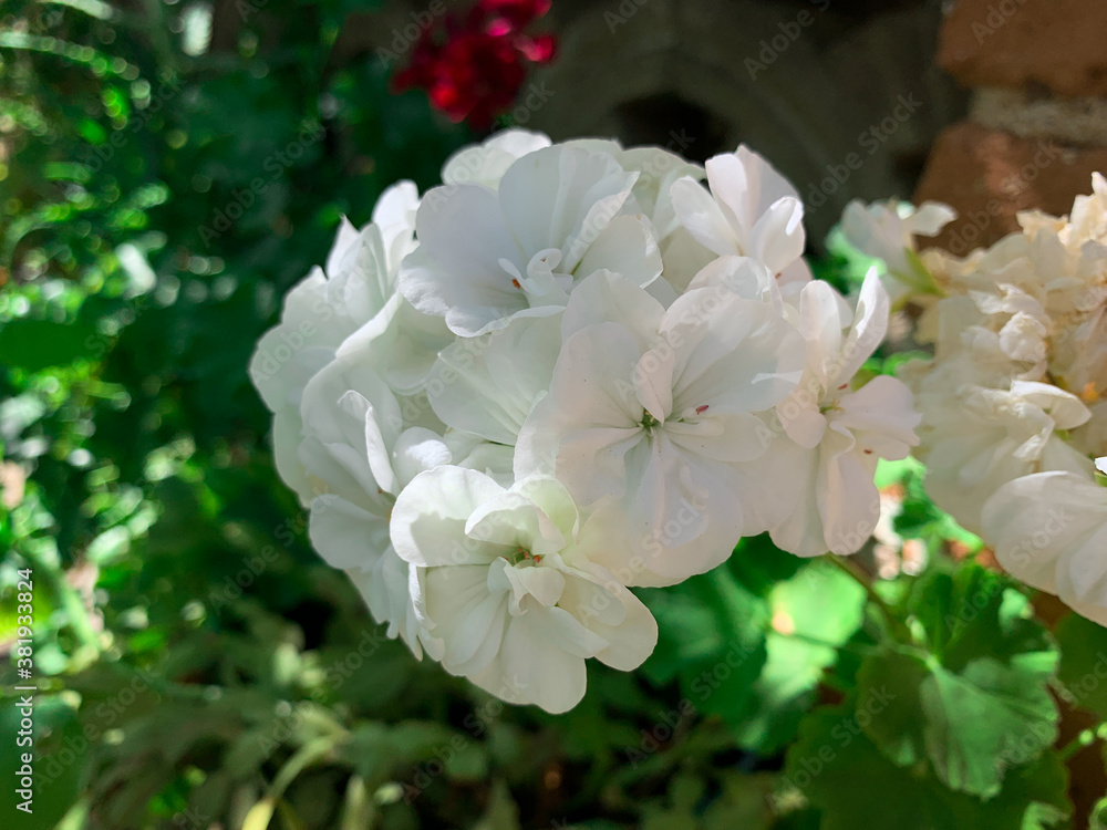 Close up blossom white garden geranium, flower also known as pelargonium Close up blossom white garden geranium, flower also known as pelargonium