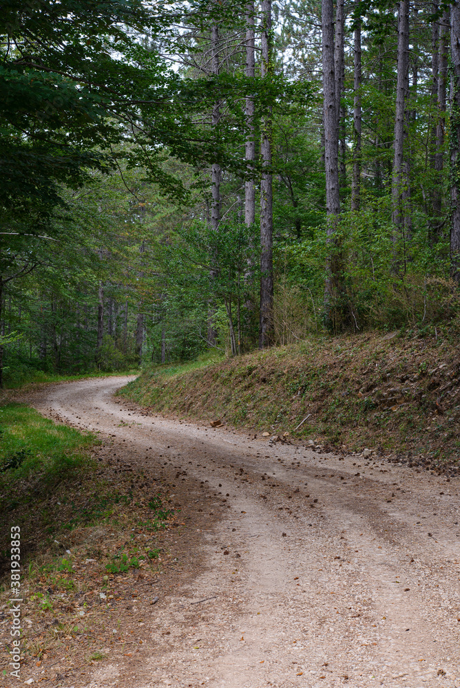 Obraz premium chemin de terre en forêt. dirt road in the forest.