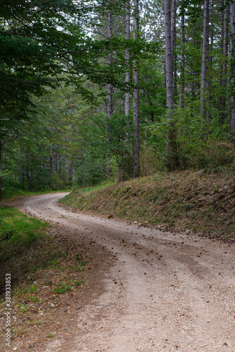 chemin de terre en forêt. dirt road in the forest.