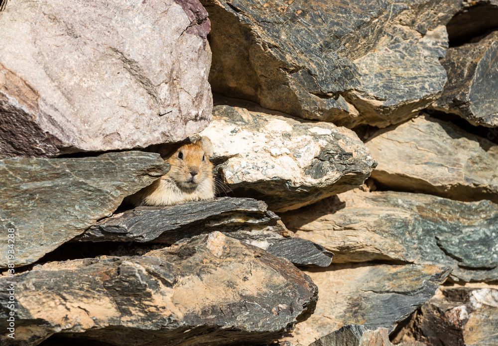 Pika Rodent Mongolia Pika Rodent Mongolia