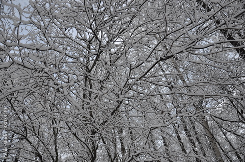 snow covered trees © Анна Урусбиева