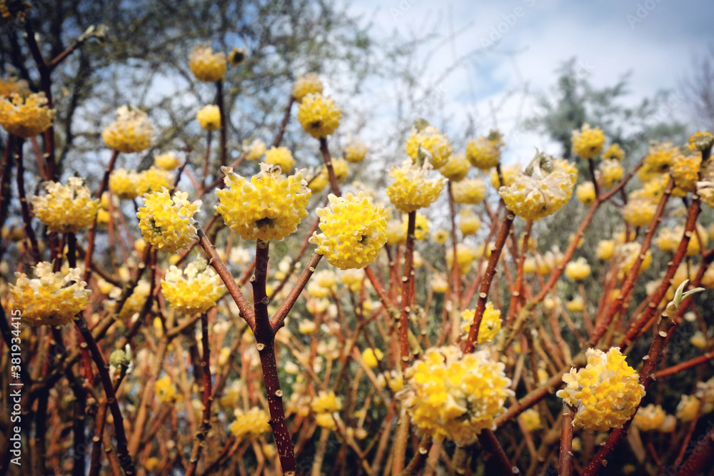 Yellow edgeworthia chrysantha paperbush in bloom Yellow edgeworthia chrysantha paperbush in bloom