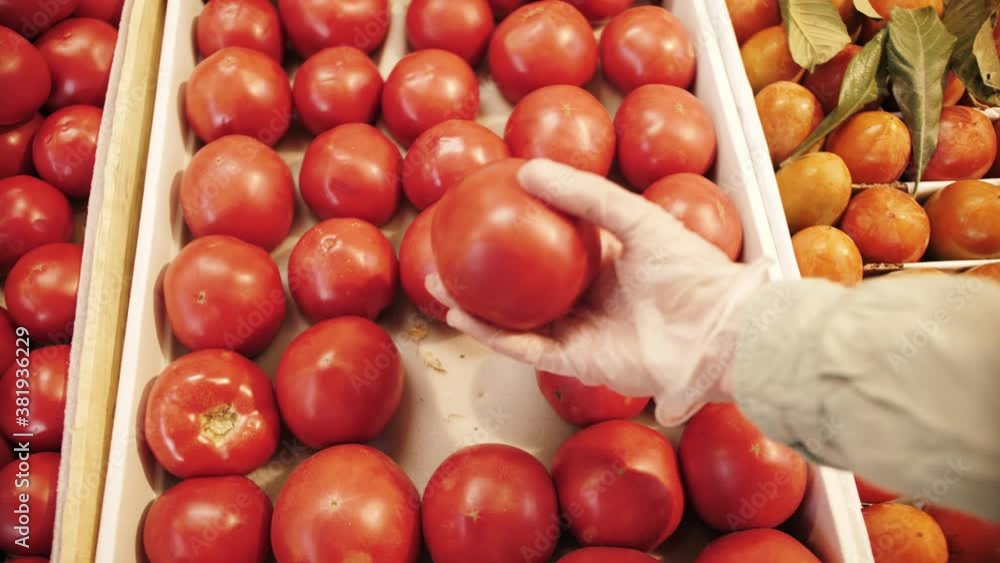 Hands of customer in gloves take choose tomatoes in marketplace. Close Up of selection and buying fruit or vegetable.
