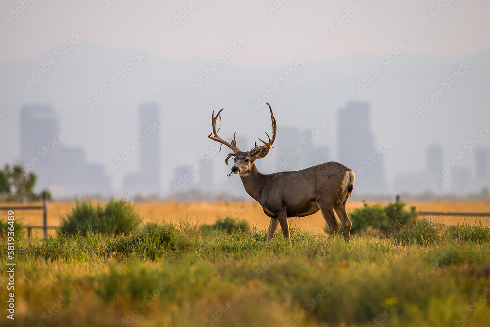 Naklejka premium Deer at Rocky Mountain Arsenal National Wildlife Refuge