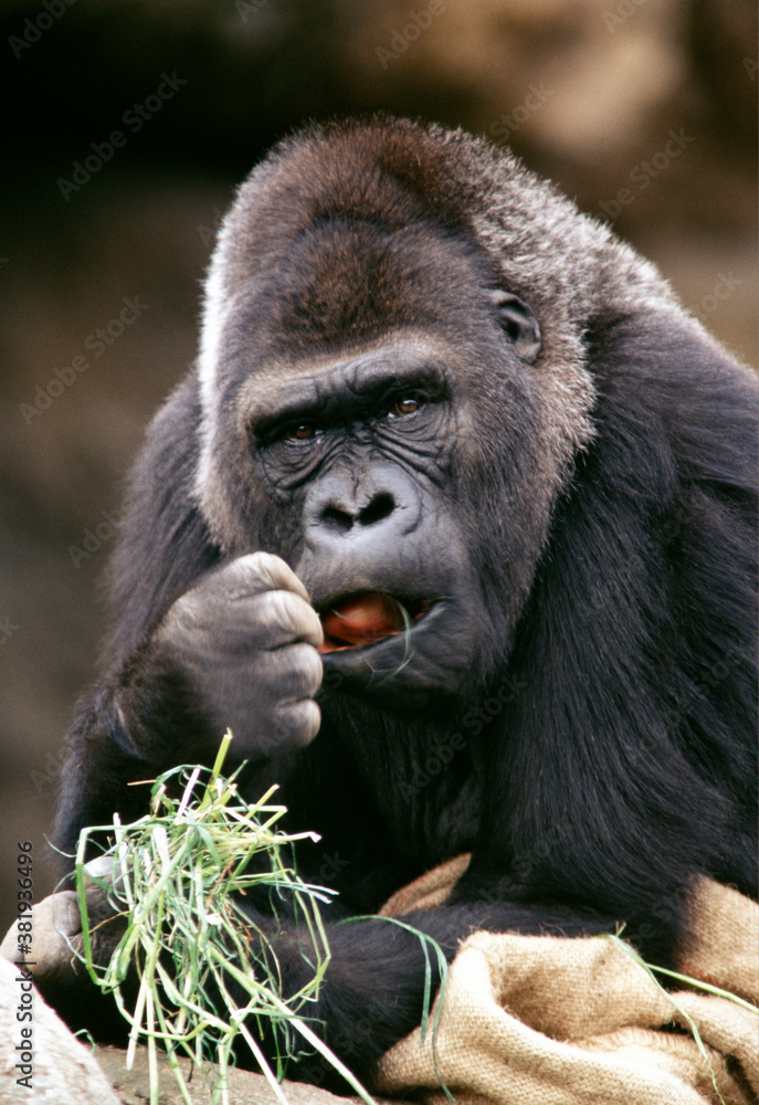 Fototapeta premium ゴリラ