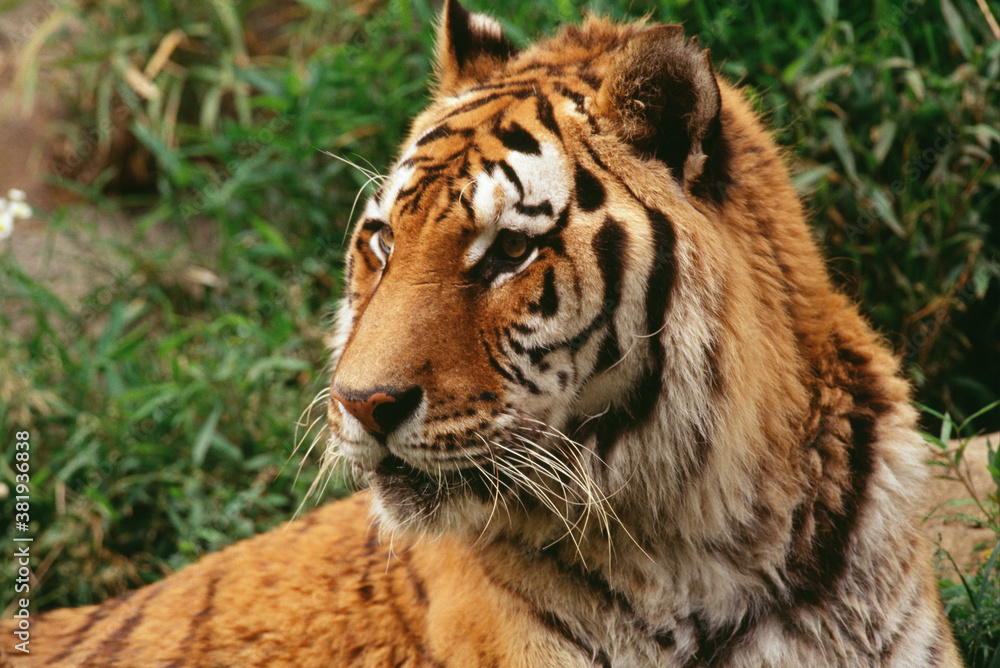 Fototapeta premium アムールトラ