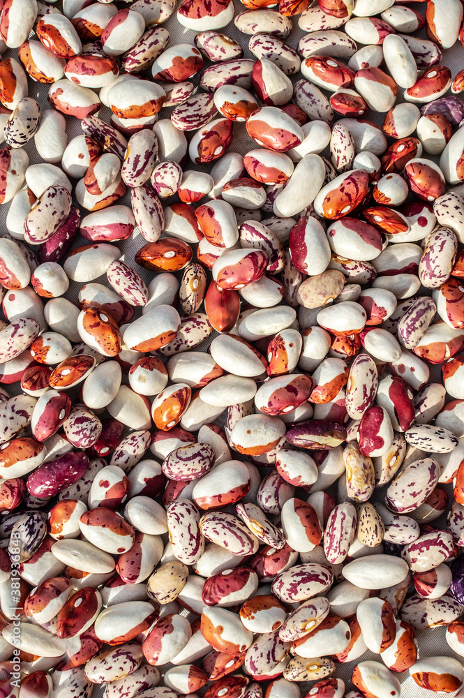 Background of many grains of dried beans. White and colored beans texture. Food background. Close up. Bean background and textured.