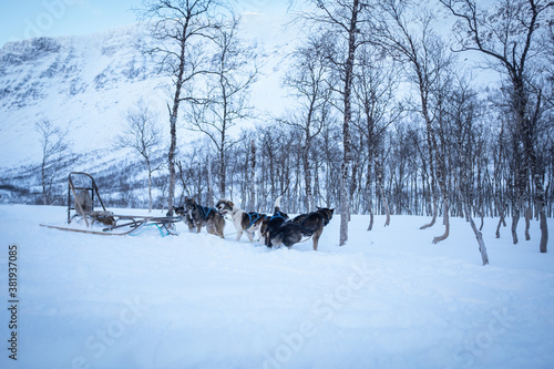 Vacant Dog Sled in Norway © Nektarstock