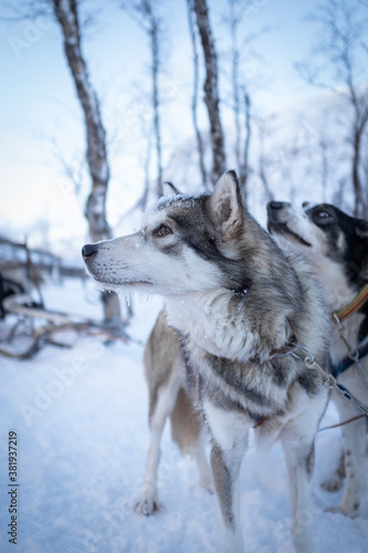 Grey Sled Pulling Dog in Norway © Nektarstock