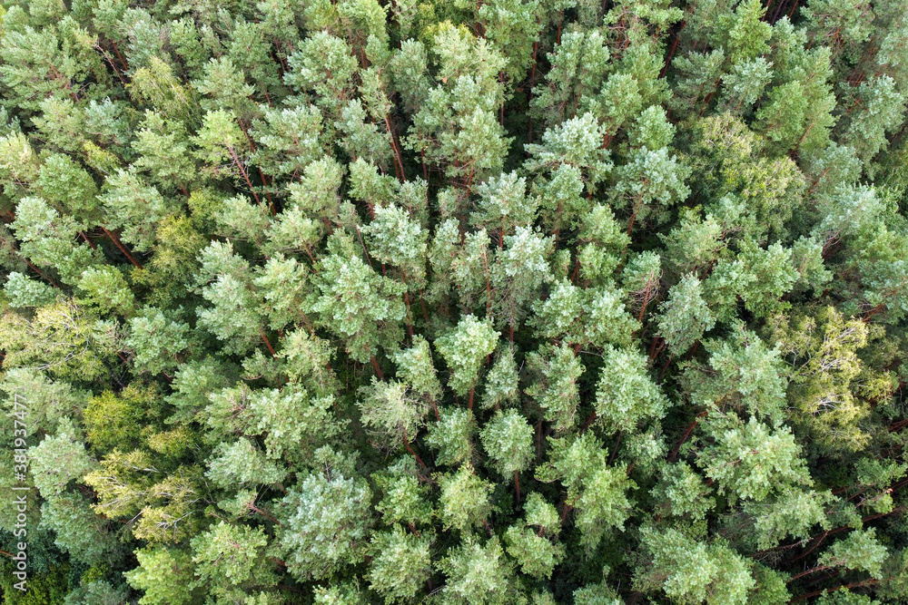 Evergreen pine forest, aerial view. Coniferous forest. Green pine trees, summer landscape Evergreen pine forest, aerial view. Coniferous forest. Green pine trees, summer landscape