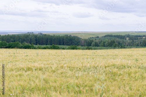 the wind is stirring ears of rye in the field in summer