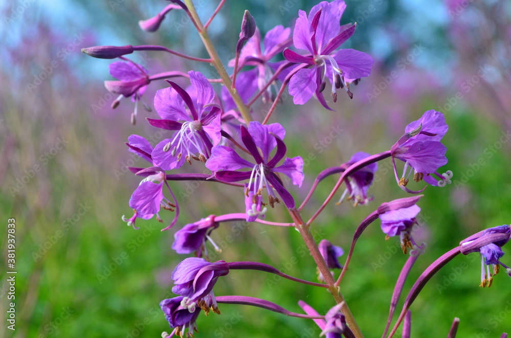 Cloese-up of Ivan tea or ivan chaj flowers The medicinal plant willow-herb grows in the meadow. Blooming Sally on a background of blue sky Cloese-up of Ivan tea or ivan chaj flowers The medicinal plant willow-herb grows in the meadow. Blooming Sally on a background of blue sky