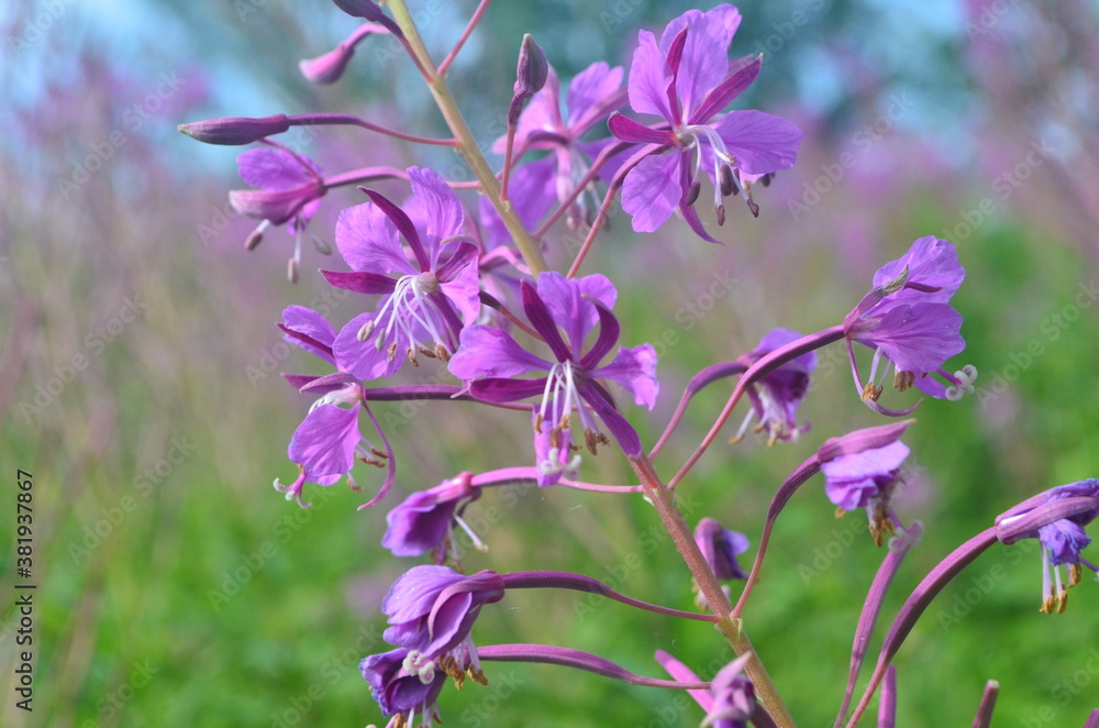 Fototapeta premium Cloese-up of Ivan tea or ivan chaj flowers The medicinal plant willow-herb grows in the meadow. Blooming Sally on a background of blue sky
