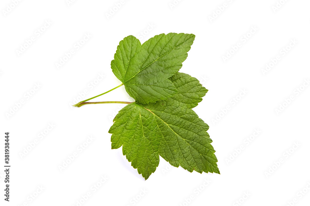 Fototapeta premium Green currant leaves isolated on white background