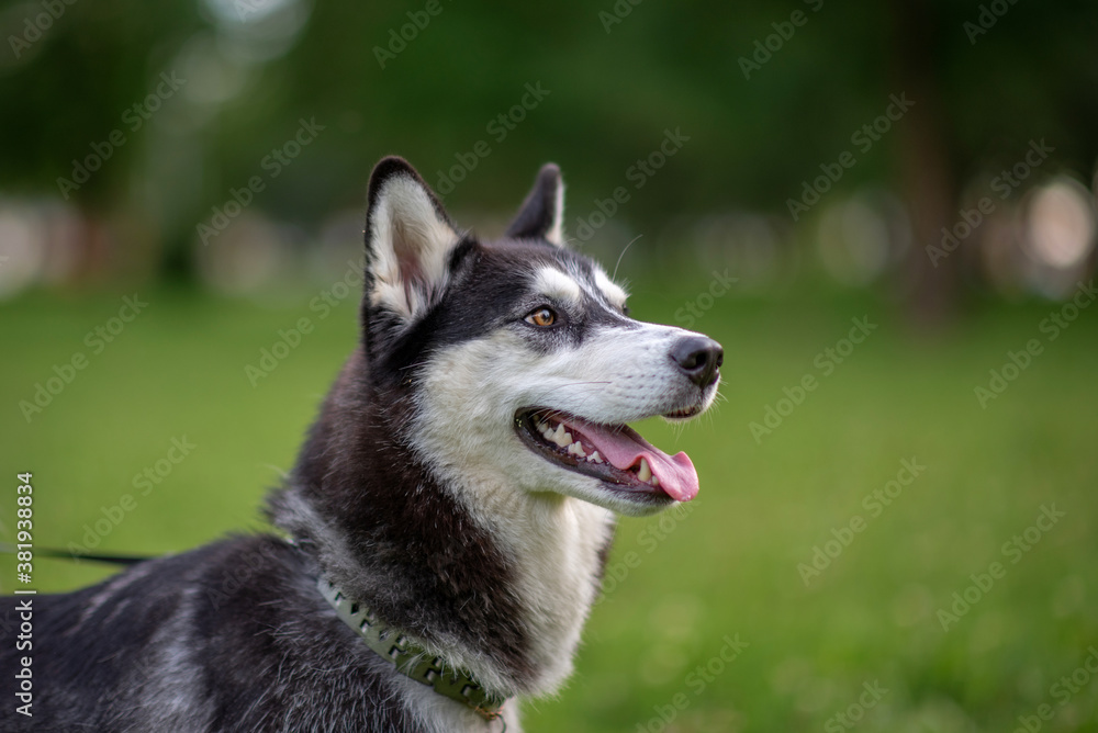 A cheerful Siberian husky plays in the park on a leash.