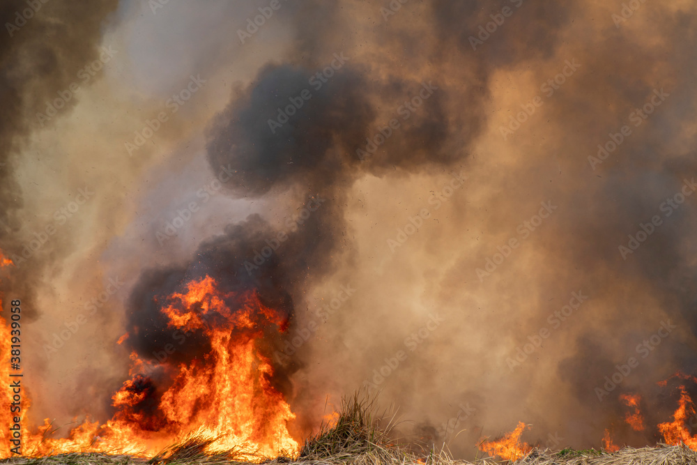 Red raging flame of fire burn in grass fields, forests and black and white smoke to sky. Red raging flame of fire burn in grass fields, forests and black and white smoke to sky.
