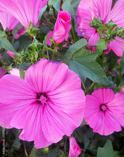 small pink garden flower with thin sheets in flowerbed. Petunia