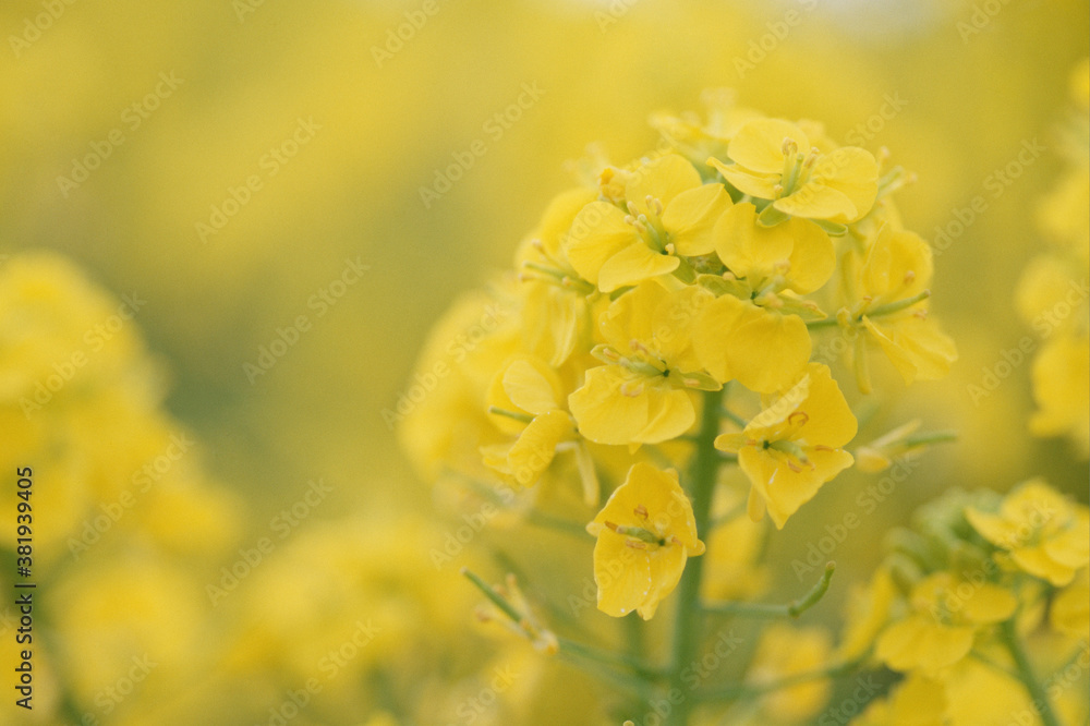 菜の花 菜の花