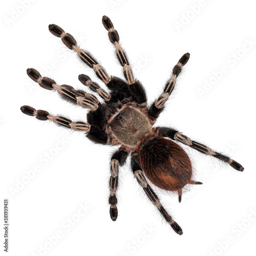 Top view of mature Brazilian red and white tarantula spider. Isolated on white background.