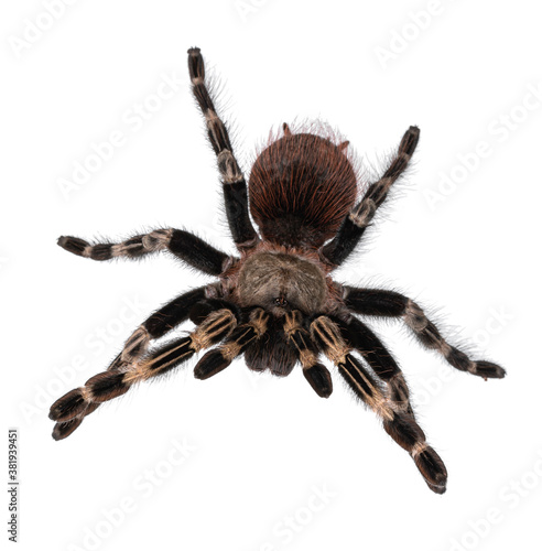 Top view of mature Brazilian red and white tarantula spider in attack posture. Isolated on white background.