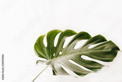 Bright Monstera Leaf with White Space