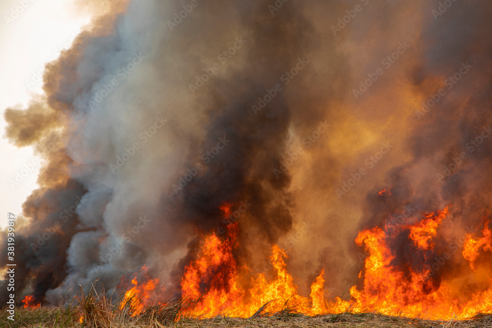 Raging flame of fire burn in grass fields pollution in air from wildfire concept. Raging flame of fire burn in grass fields pollution in air from wildfire concept.