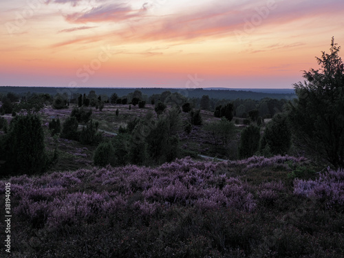 Blick vom Wilseder Berg zur Heideblüte bei Sonnenuntergang, Lüneburger Heide, Niedersachsen, Deutschland