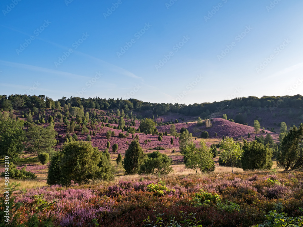 Landschaft in der Lüneburger Heide am Totengrund zur Heideblüte, Niedersachsen, Deutschland