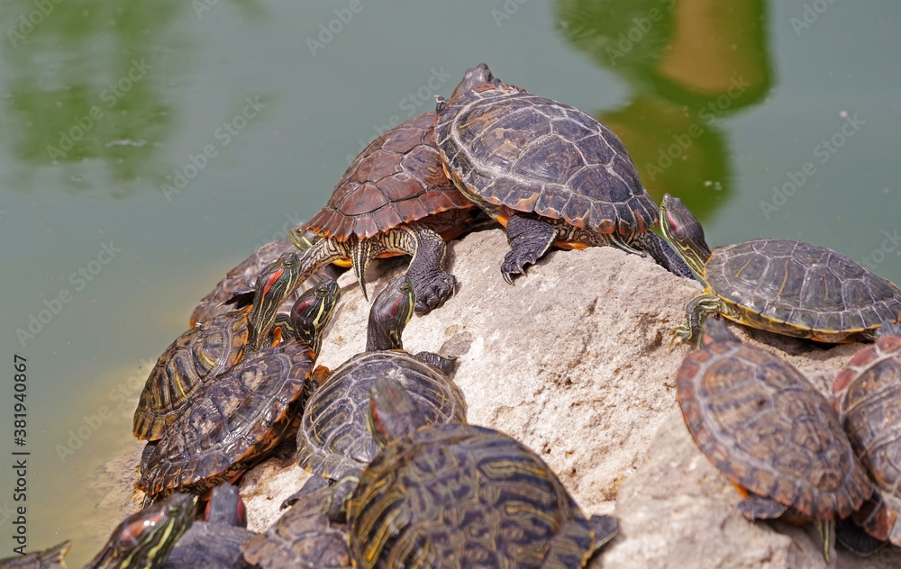 red-eared turtles basking in the sun red-eared turtles basking in the sun