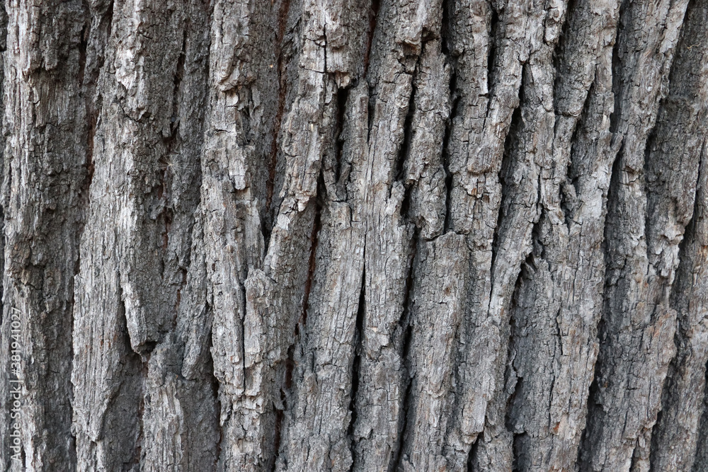 Beautiful tree surface texture. Wood background Beautiful tree surface texture. Wood background