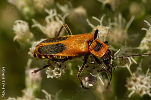 Close up macro image of an adult goldenrod soldier beetle a.k.a Pennsylvania leatherwing (Chauliognathus pensylvanicus). The orange bug is drenched into pollens as it walks over white wildflowers.