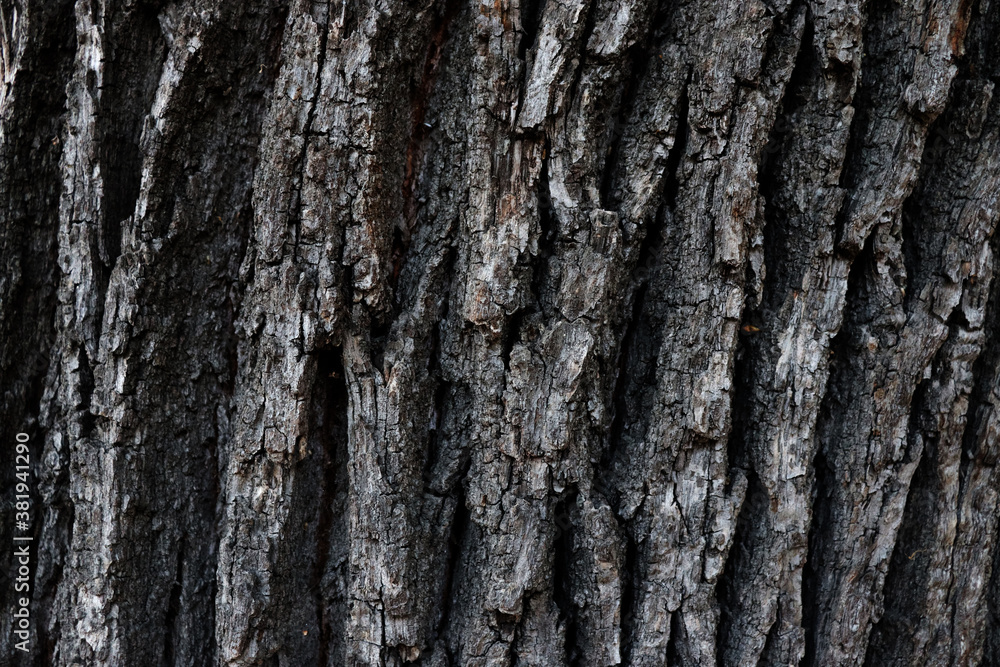 Dark old cracked bark texture Dark old cracked bark texture