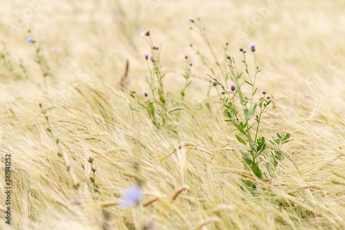 flowering weed among the ears of barley