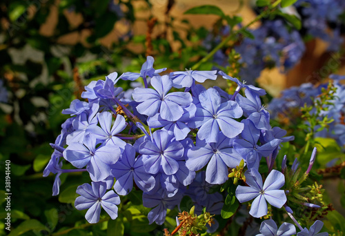 Plumbago auriculata or Plumbago capensis sky blue flower spike