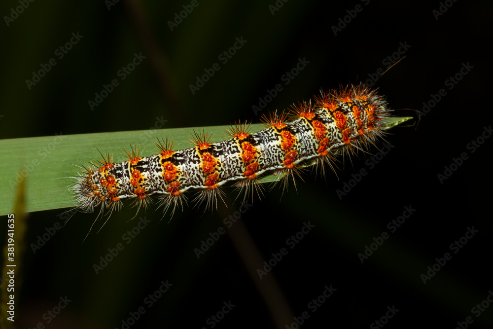 Fototapeta premium Close up macro lens image of Lymantria dispar dispar (Gypsy moth caterpillar) that has white cylindrical body with red warts and torn like spikes. This is a very dangerous invasive bug in USA