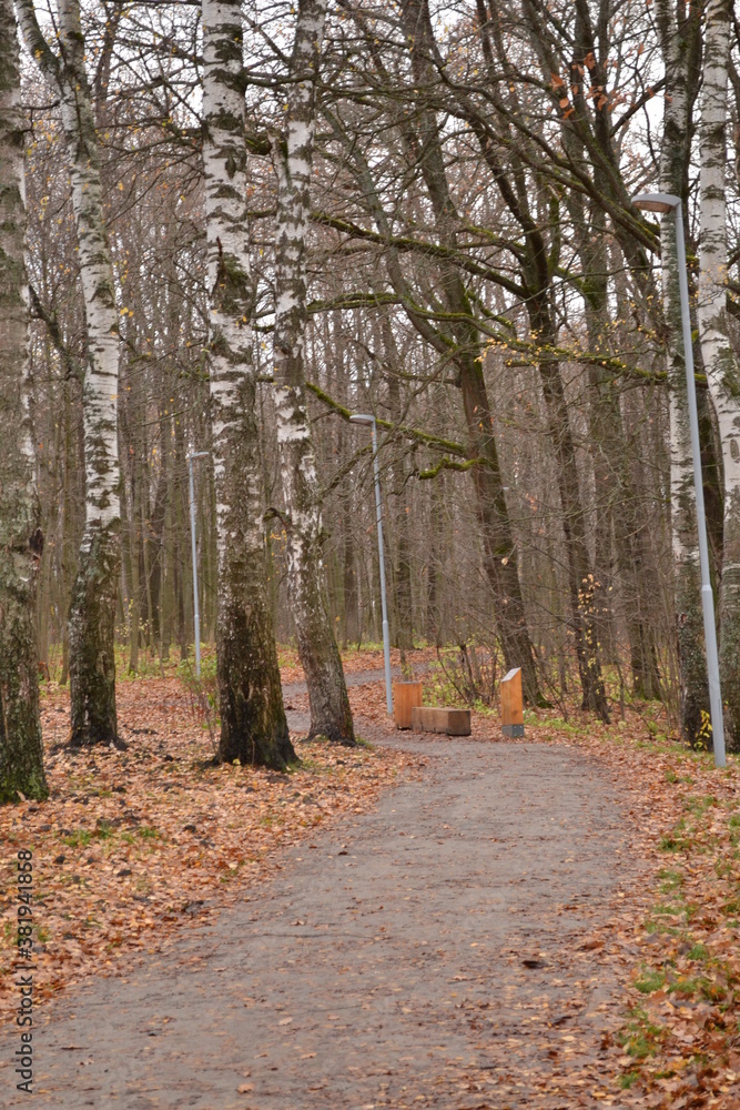 Trees park in the autumn. Pathway in the autumn forest Trees park in the autumn. Pathway in the autumn forest