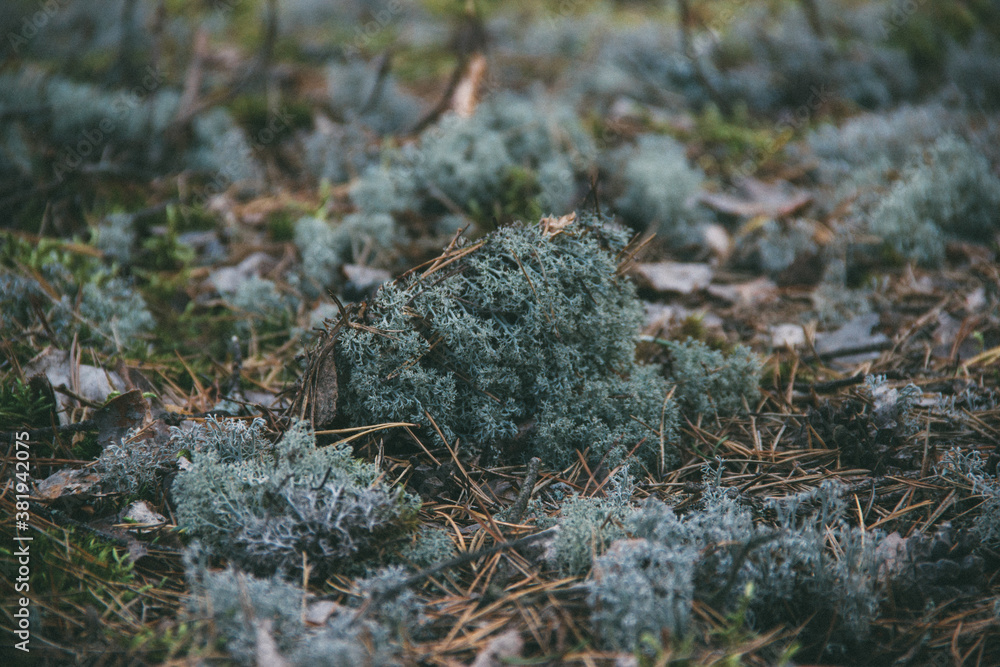 moss covered with moss moss covered with moss