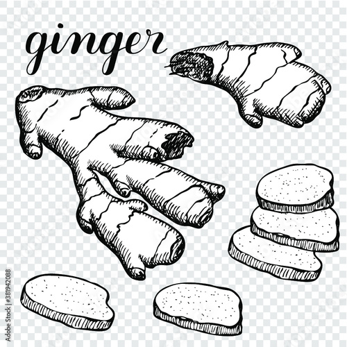 Fresh ginger root hand drawn sketch. Vector illustration of spices. Ginger root slices. Black and white on a transparent background. Coloring book	