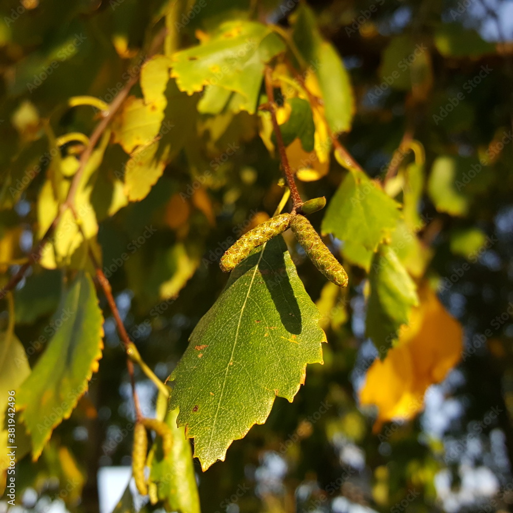 Naklejka premium Close-up of birch catkins against the background of the autumn foliage of a birch crown in the yellow light of the golden hour.