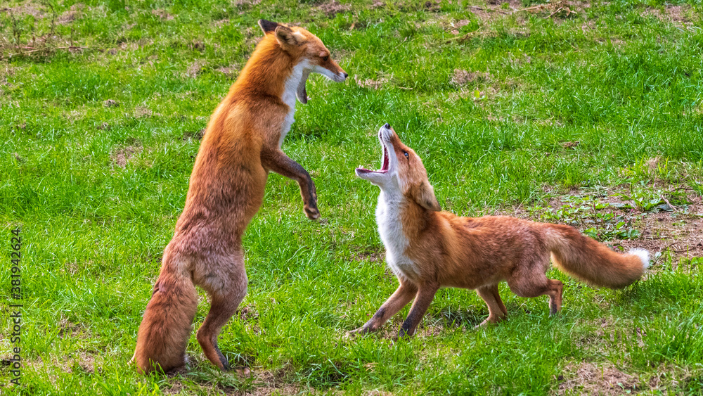 Fototapeta premium キタキツネ じゃれあい