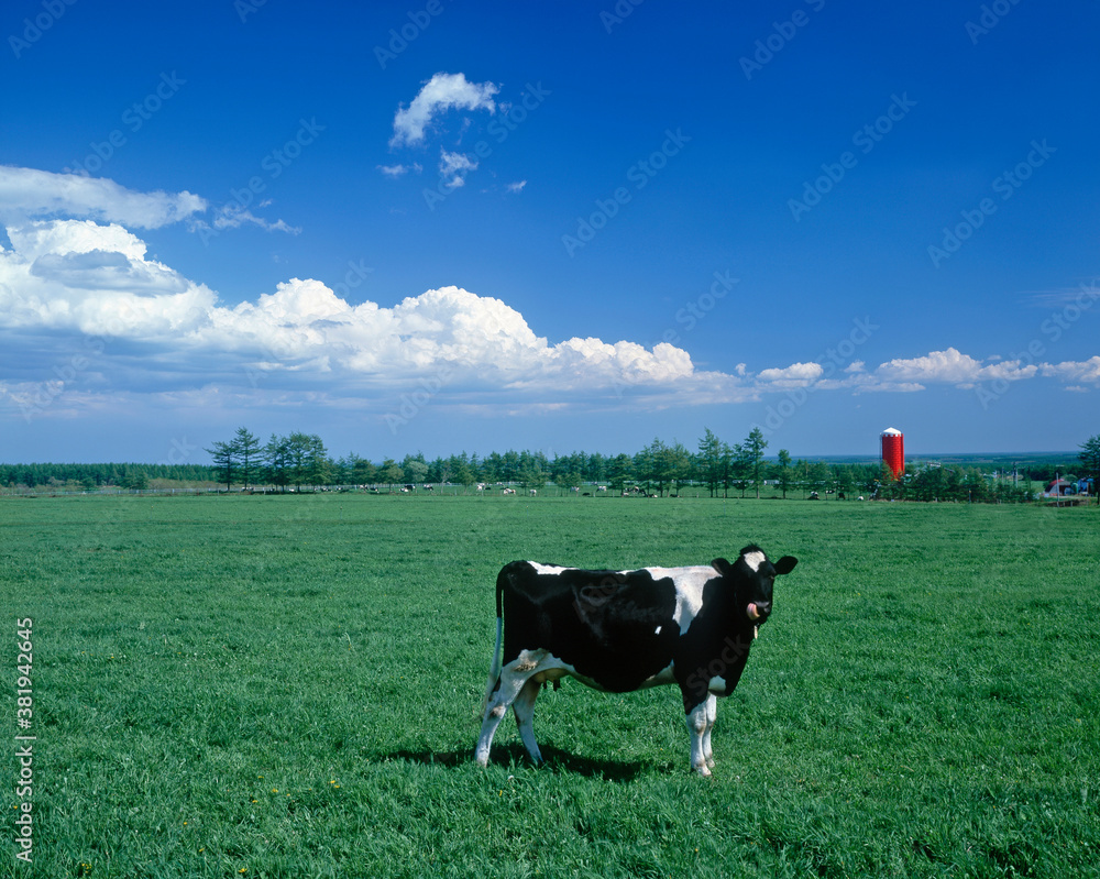 Fototapeta premium 牛