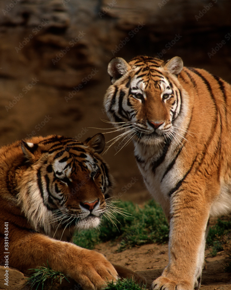 Naklejka premium 虎