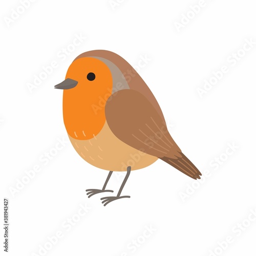 Robin bird. Vector illustration isolated on white background.