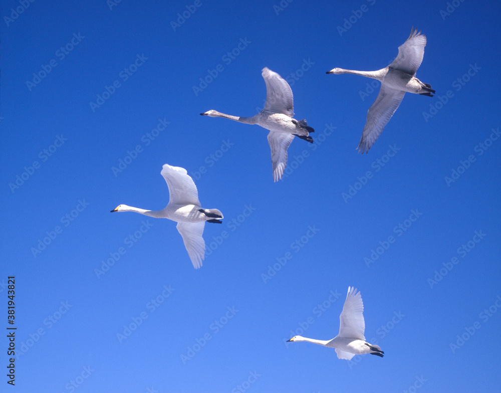 Obraz premium 白鳥