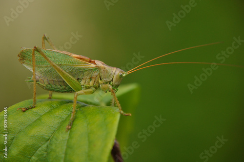 Green grasshopper on a branch close up