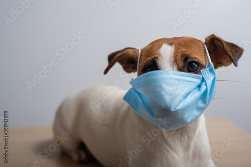 Jack Russell Terrier dog wearing a medical mask during the spread of the coronavirus © Михаил Решетников