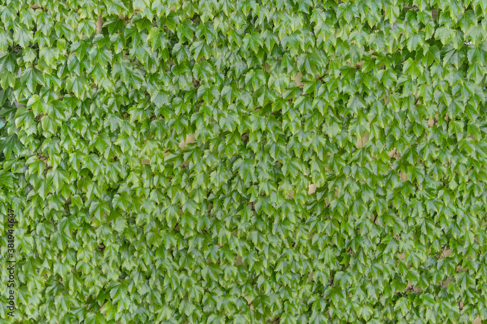 Wall of thick green leafy vine plant texture Wall of thick green leafy vine plant texture