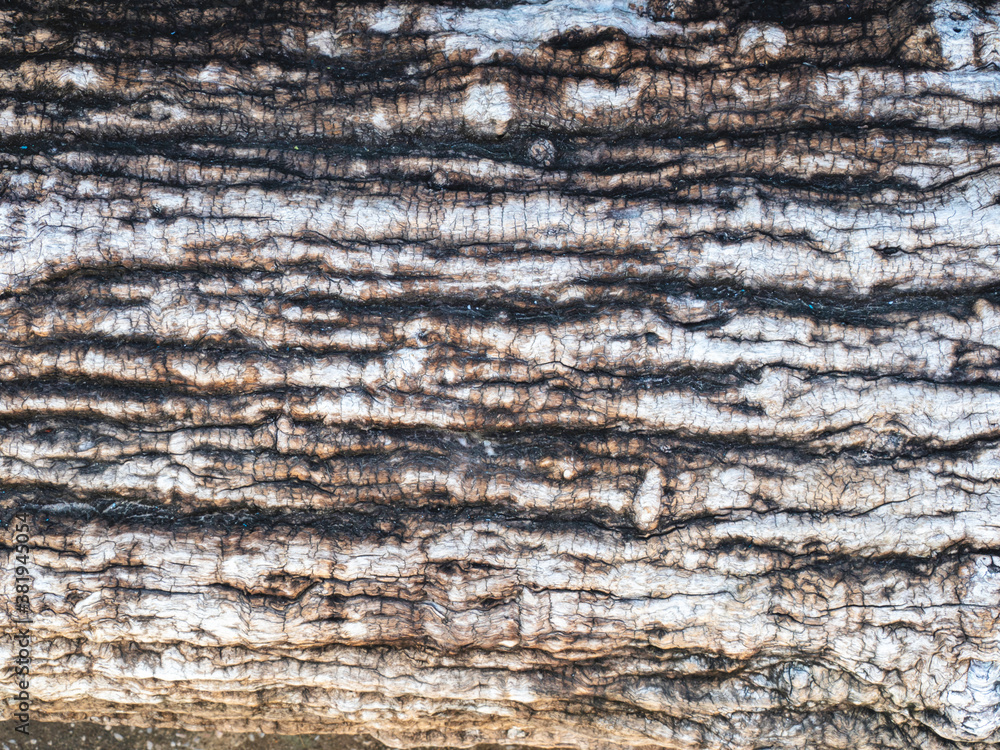 The skin of the padauk (Pterocarpus macrocarpus), gray, brown and black under the bark, cracks and weathering, macro photography.